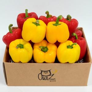 [올즈마켓]빨강 노랑 못난이 파프리카 사이즈/색상랜덤 1kg