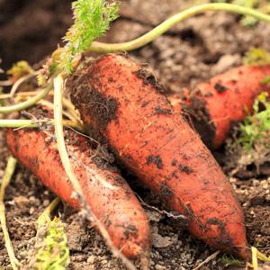 수분많은 국내산 아삭 제주구좌당근 [중 5kg]