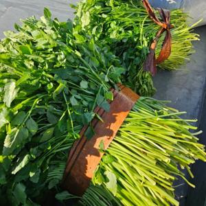 [당일수확발송] 아삭 향가득한 생 미나리 500g+500g (1kg)