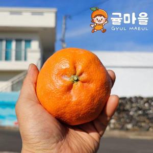 귤마을 제주 프리미엄 하우스 레드향 9kg 소과