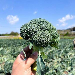 갤러리아_[농부마음]제주 유기농 브로콜리 1kg(2-3수)