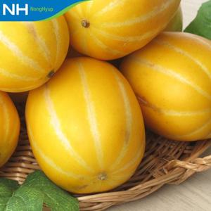 [산지직송/ 성주참외원예농협] 정품 성주 참외 10kg(25-45과)