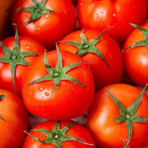 [더조은] 프리미엄 유럽종 완숙토마토 2.5kg (주스용)