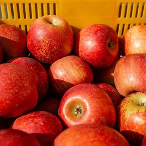 [맛군] 25년 수확 달콤한 제철 가정용 부사사과 3kg 중과