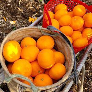 [딜크릿] 제주 13brix당도선별 천혜향 2kg 동일옵션 2개구매시4.5kg발송