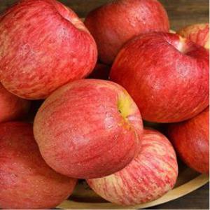 [아달달농산] 아삭한 14브릭스 이상 청송 사과 부사 가정용 특품 2kg 5kg 10kg