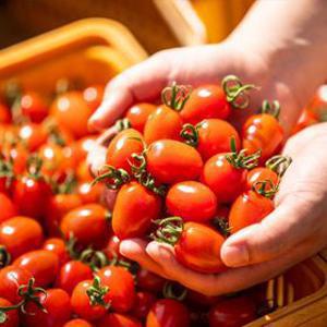 [APP 전용]GAP인증 대추 방울토마토 로얄과 2kg