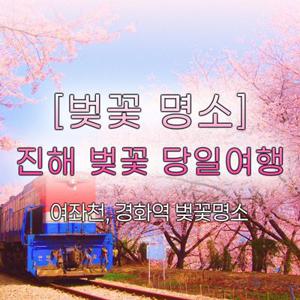 [당일여행] 진해 벚꽃여행 (여좌천, 경화역 벚꽃명소)