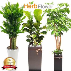 대박나무 개업축하화분 행운목 개업화분 화분배달 당일전국꽃배달