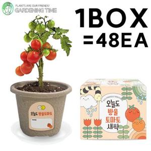 오늘도 새싹 - 지피포트 방울토마토 48개입 1박스 / 대량 학습 야채 모종 원예체험 식물 화분기르기