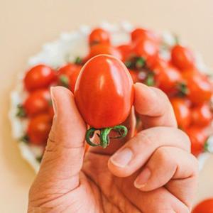 대추방울토마토 5kg 미니 4-5번과