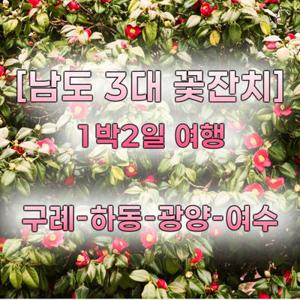 [1박2일] 남도 3대 꽃잔치 광양 매화 (하동 벚꽃), 구례 산수유, 여수 동백