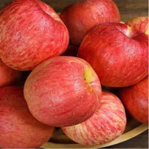 [아달달농산] 아삭한 14브릭스 이상 청송 사과 부사 가정용 특품 2kg 5kg 10kg