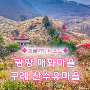 [당일여행] 광양 매화마을과 구례 산수유마을