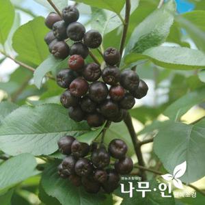 [나무인]아로니아(블랙초크베리) 결실주 3년생