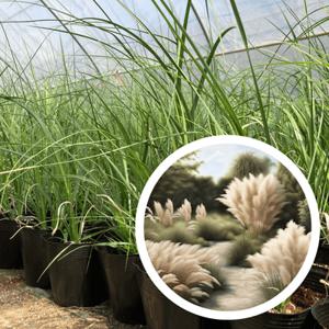 팜파스그라스 푸밀라 모종 7치 포트 화분 조경용 팜파스 그라스