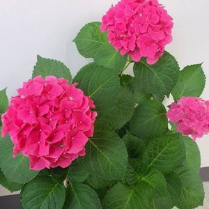 레드바론 개화주 P9포트 적색 계열의 유럽수국 정원용 수국묘목 봄~초여름 개화주 (같이가치농원)