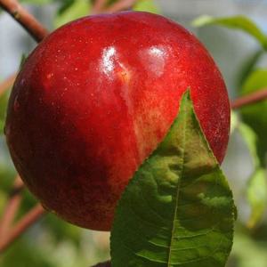 복숭아나무 옐로우드림 엘로우드림 접목1년생 특묘  천도복숭아나무 노지월동 정원과실수 (같이가치농원)