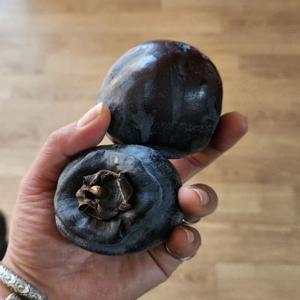 흑대봉 감나무 접목1년특묘 정원과일나무 묘목 흑감나무 흑감 대봉(같이가치농원)