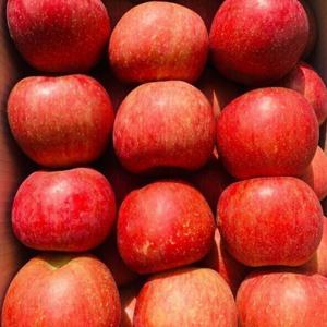 [바른농원] 청송 얼음골 선물용 정품 부사 사과