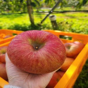 [재구매율1위] 경북 산지직송 청송 사과 2kg 5kg 10kg 가정용 특품