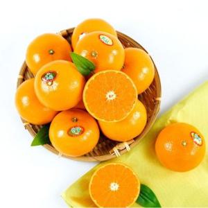 [산지급송] 오렌지 빛깔의 유혹 고당도 천혜향 [가정용] 2kg/3kg/5kg/10kg