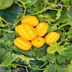 [아달달농산] 당도선별 성주참외 성주 꿀 참외 2kg 5kg 10kg 로얄과