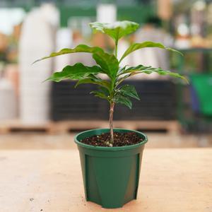 커피나무 관엽나무 실내 공기정화식물 플랜테리어