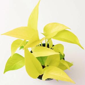 형광스킨답서스 실내공기정화식물 인테리어식물 수경