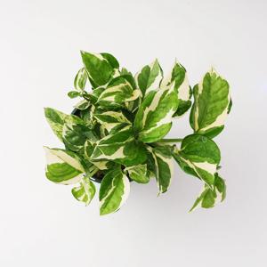 [10% 쿠폰] 가든온 엔조이스킨답서스 반려식물 인테리어 실내공기정화