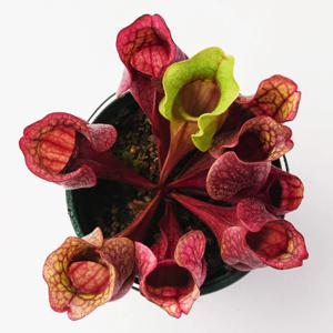 퍼포리아 식충식물 벌레잡이 벌레퇴치식물