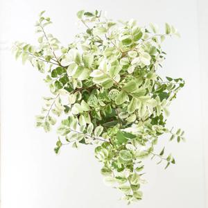 디스티카 브레이니아 실내공기정화식물 미세먼지 인테리어식물