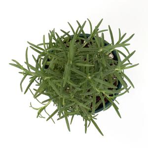 로즈마리 식용 모종 홈가드닝 로즈마리키우기