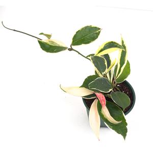 호야 행잉식물 공기정화식물 플랜테리어