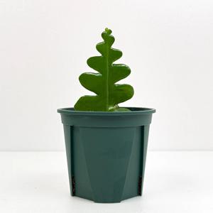 피쉬본 선인장 전자파차단식물 미니선인장