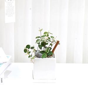 오색마삭줄 소품 공기정화식물 도자기화분세트