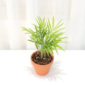 테이블야자(미니) 실내 공기정화식물 화분 키우기쉬운 반려식물