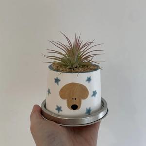 페인팅팟 블루스타 멍뭉이 화분 (이오난사 포함)