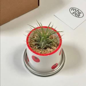 페인팅팟 방울토마토 화분 (이오난사 포함)