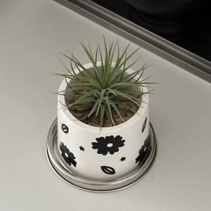 페인팅팟 블랙 플라워 화분 (이오난사 포함)