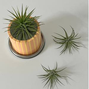 페인팅팟 오렌지 스트라이프 화분 (이오난사 포함)