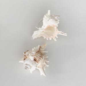 Conch Wave Candle 콘치 웨이브 캔들 (1ea)