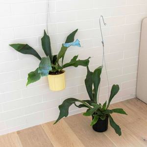 [단독] 행잉팟 사슴뿔 박쥐란 미세먼지제거 식물