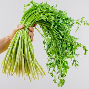 국내산 청도 미나리 200g 400g 1kg