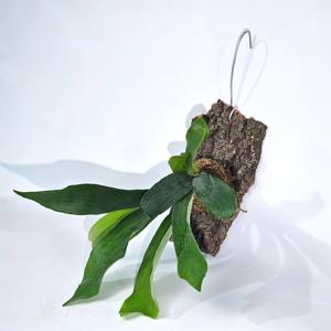 감성 플랜테리어 공기정화 목부작 행잉 식물 자연산 굴피나무 제작