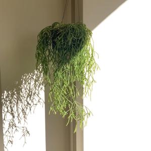 립살리스 폭스테일 행잉식물 공기정화 식물