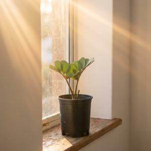 멕시코 소철 소형 실내 공기정화식물 반려식물 관엽 키우기쉬운