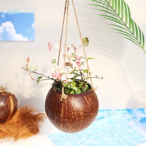 초설 오색마삭줄 코코넛 걸이화분 실내공기정화식물