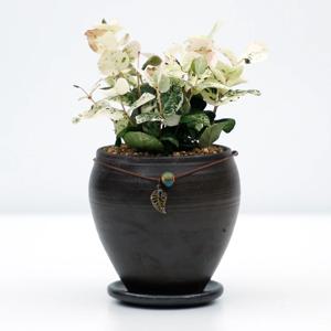 초설 오색마삭줄 장인수공예품 옹기화분 공기정화식물