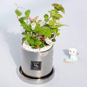 초설 다육식물 미니 빈티지 실버 원형 소형화분